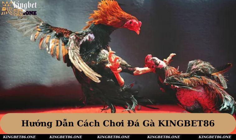Luật lệ, cách chơi đá gà KINGBET86 chi tiết nhất
