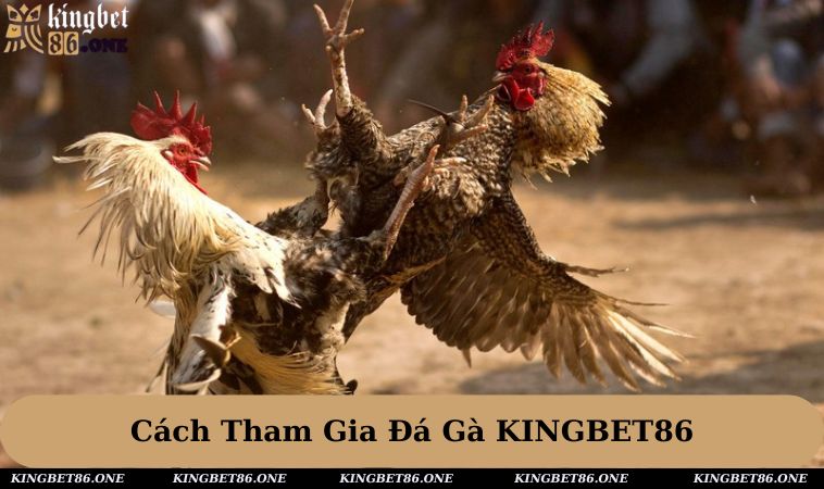 Hướng dẫn tham gia sảnh đá gà tại nhà cái trực tuyến KINGBET86