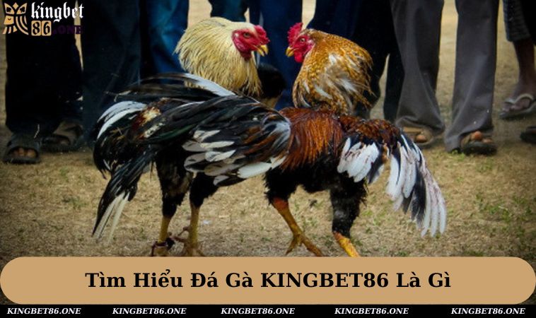 Tìm hiểu sảnh đá gà KINGBET86 có ý nghĩa là gì